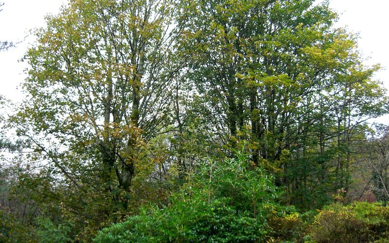 forest trees in autumn