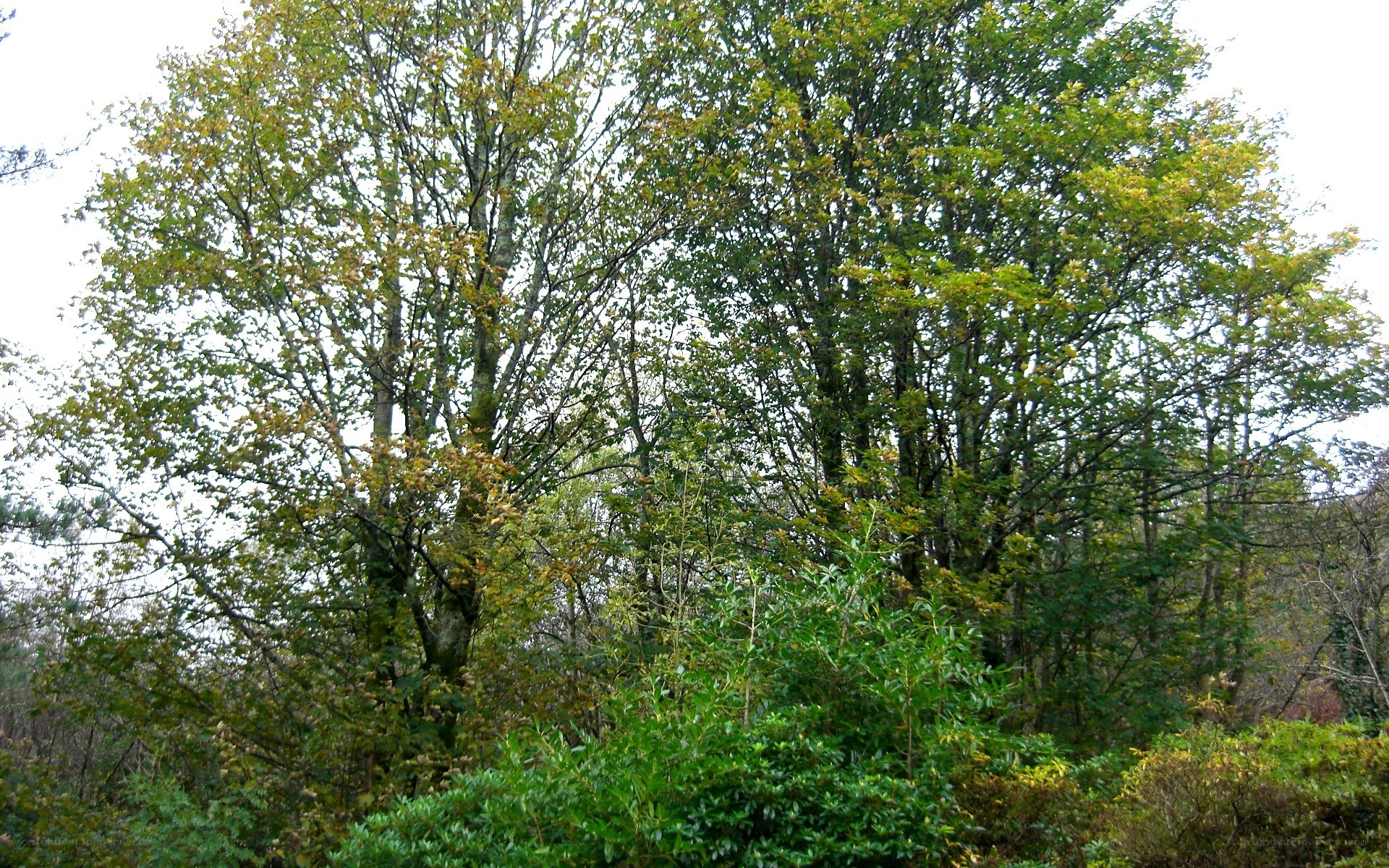 forest trees in autumn