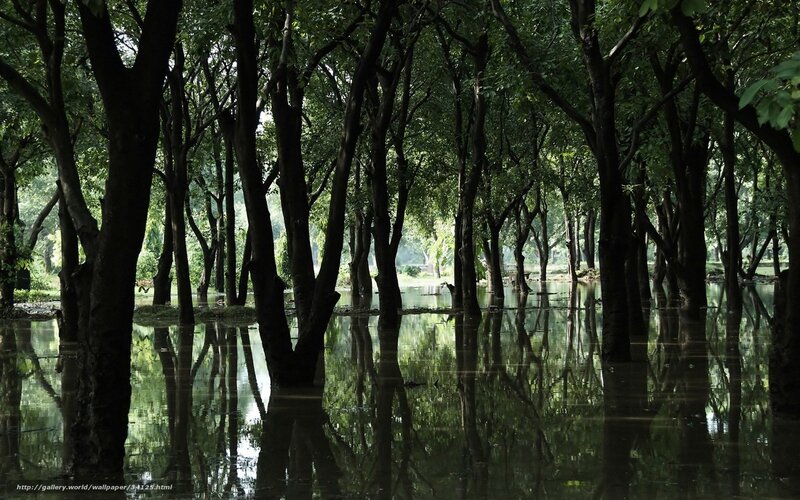 Forest trees in floodwater
