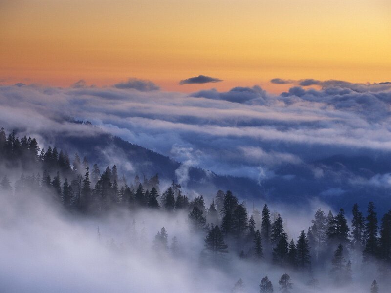 Forest Trees in Fog — Orange