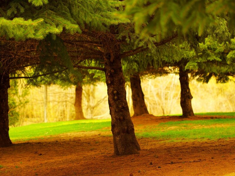 Forest trees in golden light