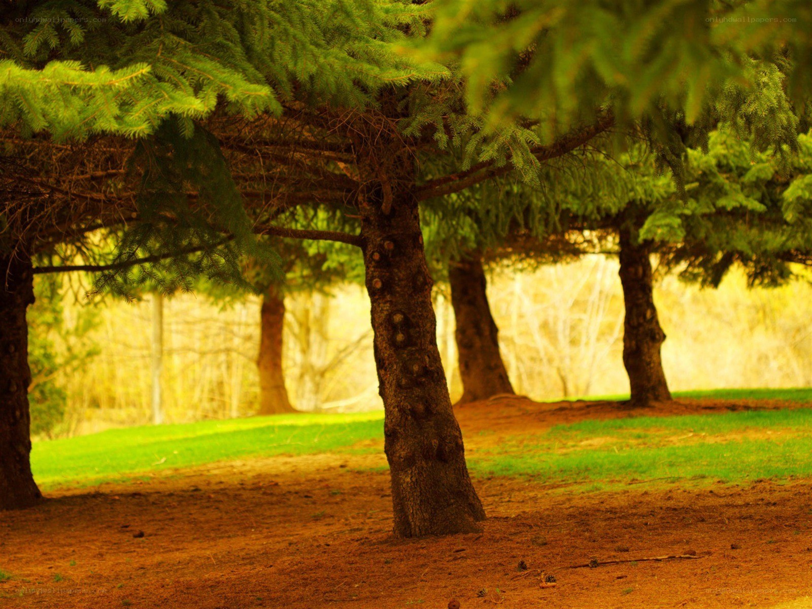 Forest trees in golden light