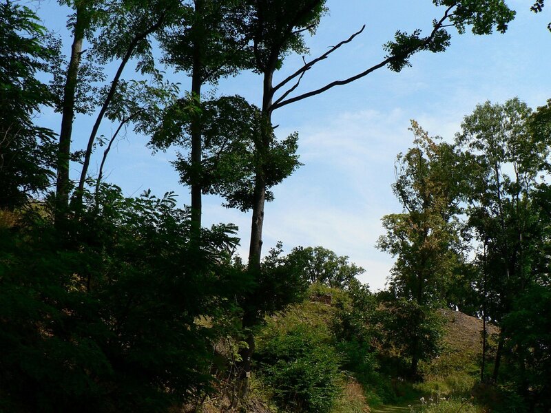 Forest trees under blue sky