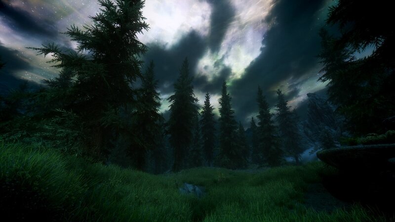 forest under aurora sky