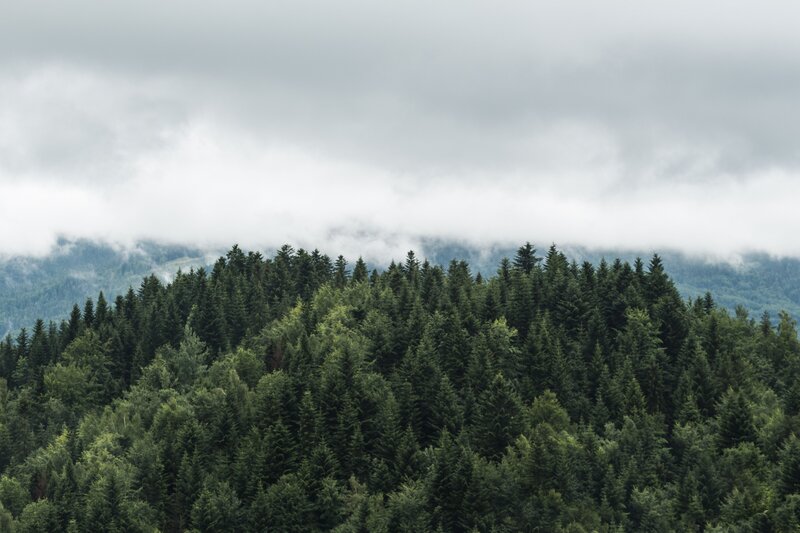 Forest under cloudy sky