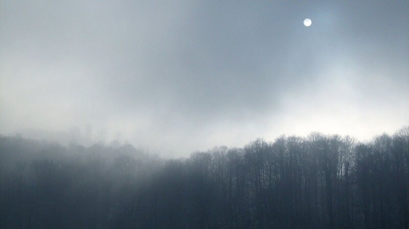 Forest under Foggy Sky