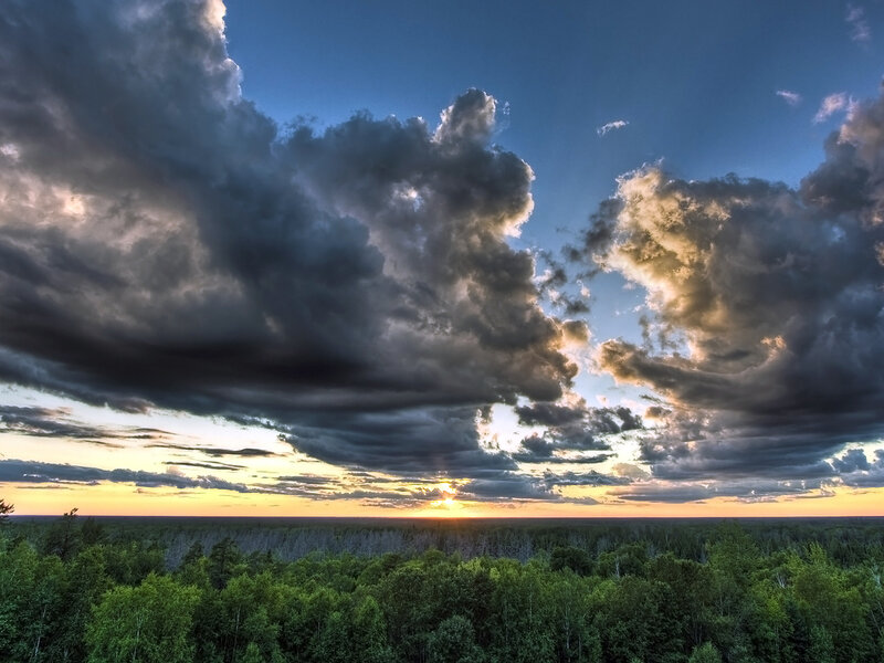 Forest under Storm Clouds