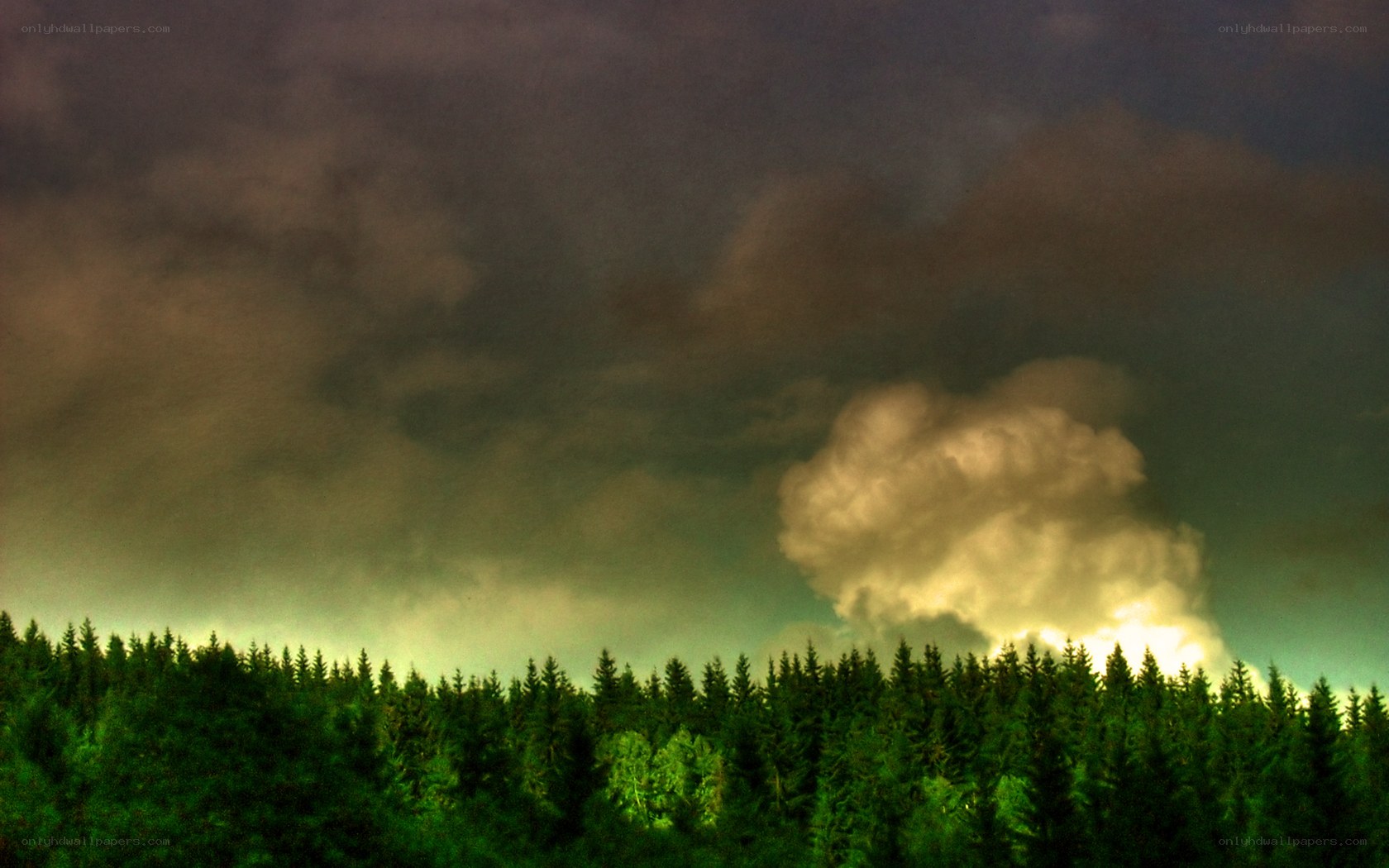 Forest under stormy sky