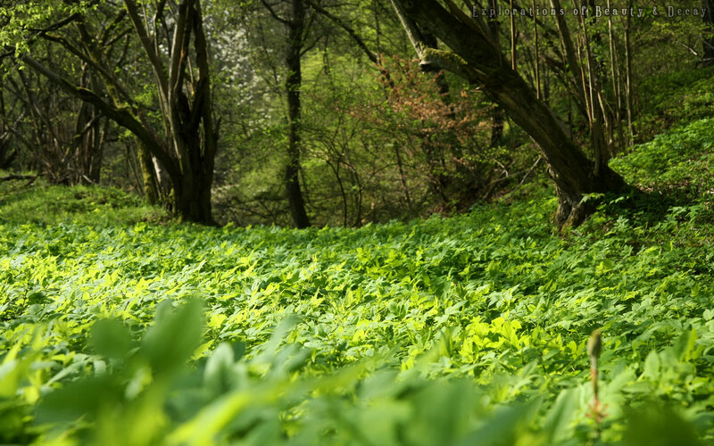 Forest under sunlight