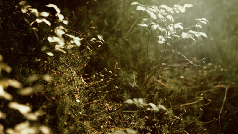 Forest Undergrowth