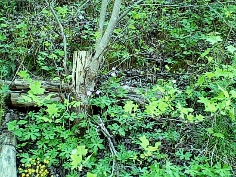 forest undergrowth with tree stump
