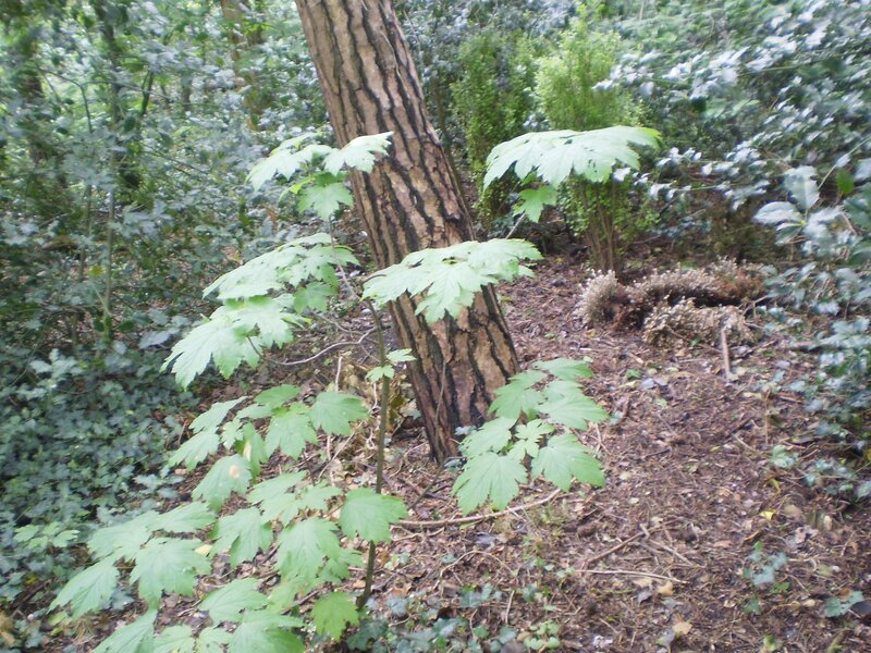 forest undergrowth with tree
