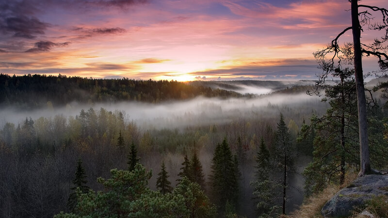 Forest Valley at Sunrise — Purple