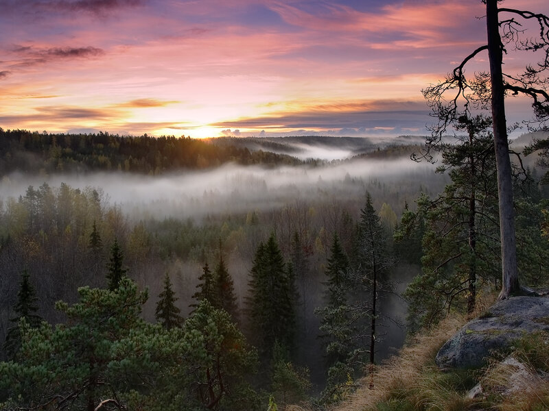 Forest Valley at Sunrise