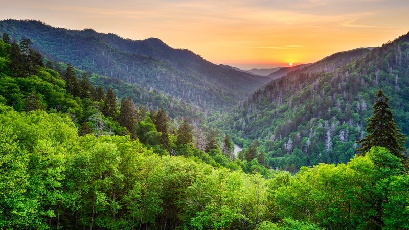 Forest Valley at Sunset — Green