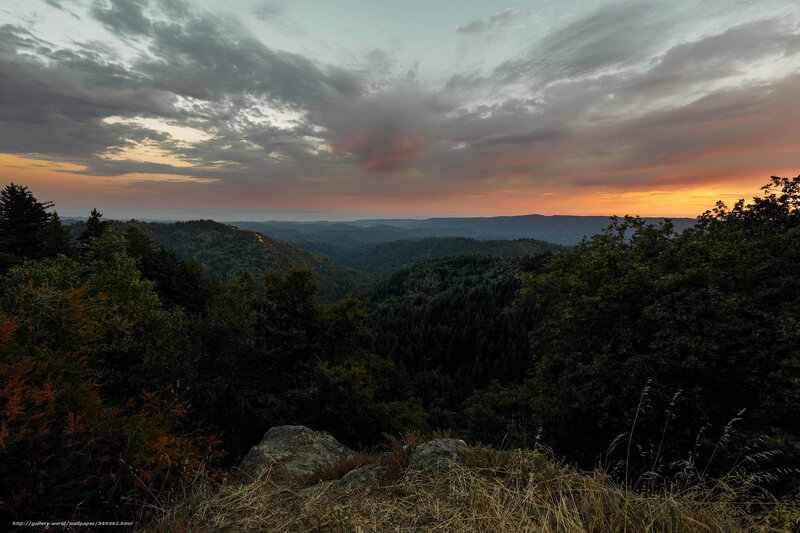 Forest Valley at Sunset