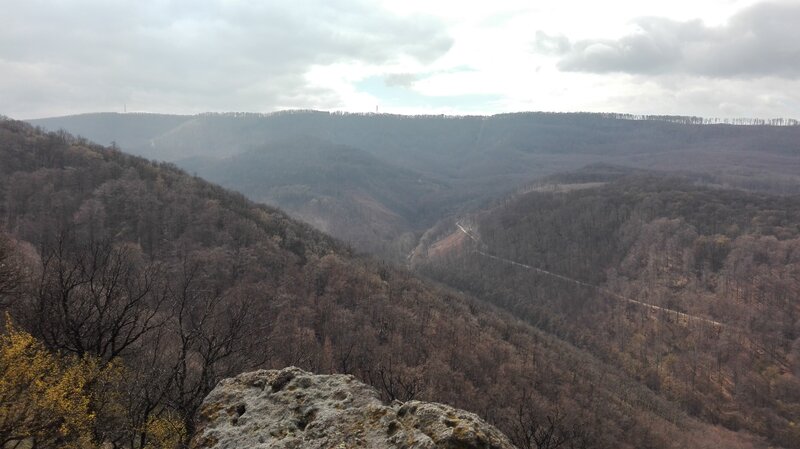 Forest Valley Landscape — Brown