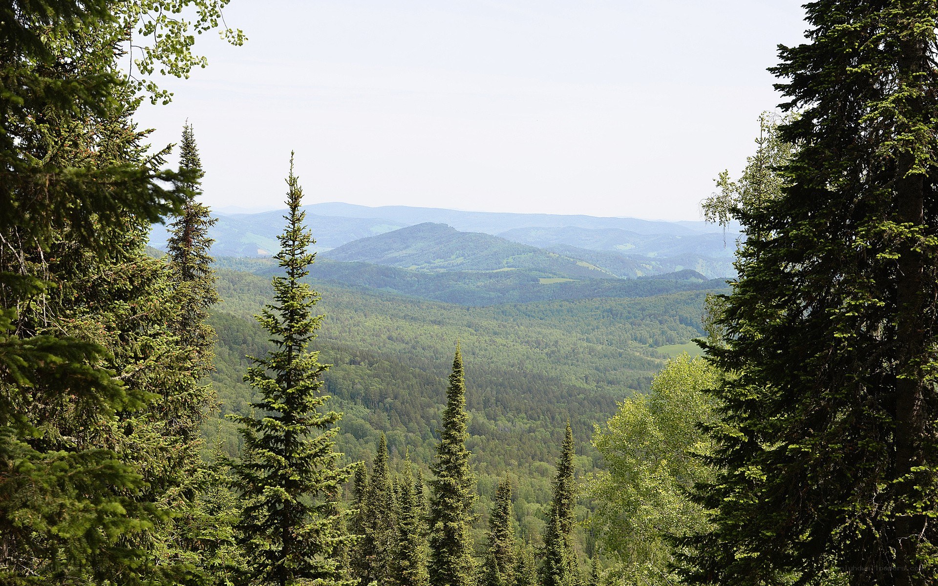 forest valley landscape