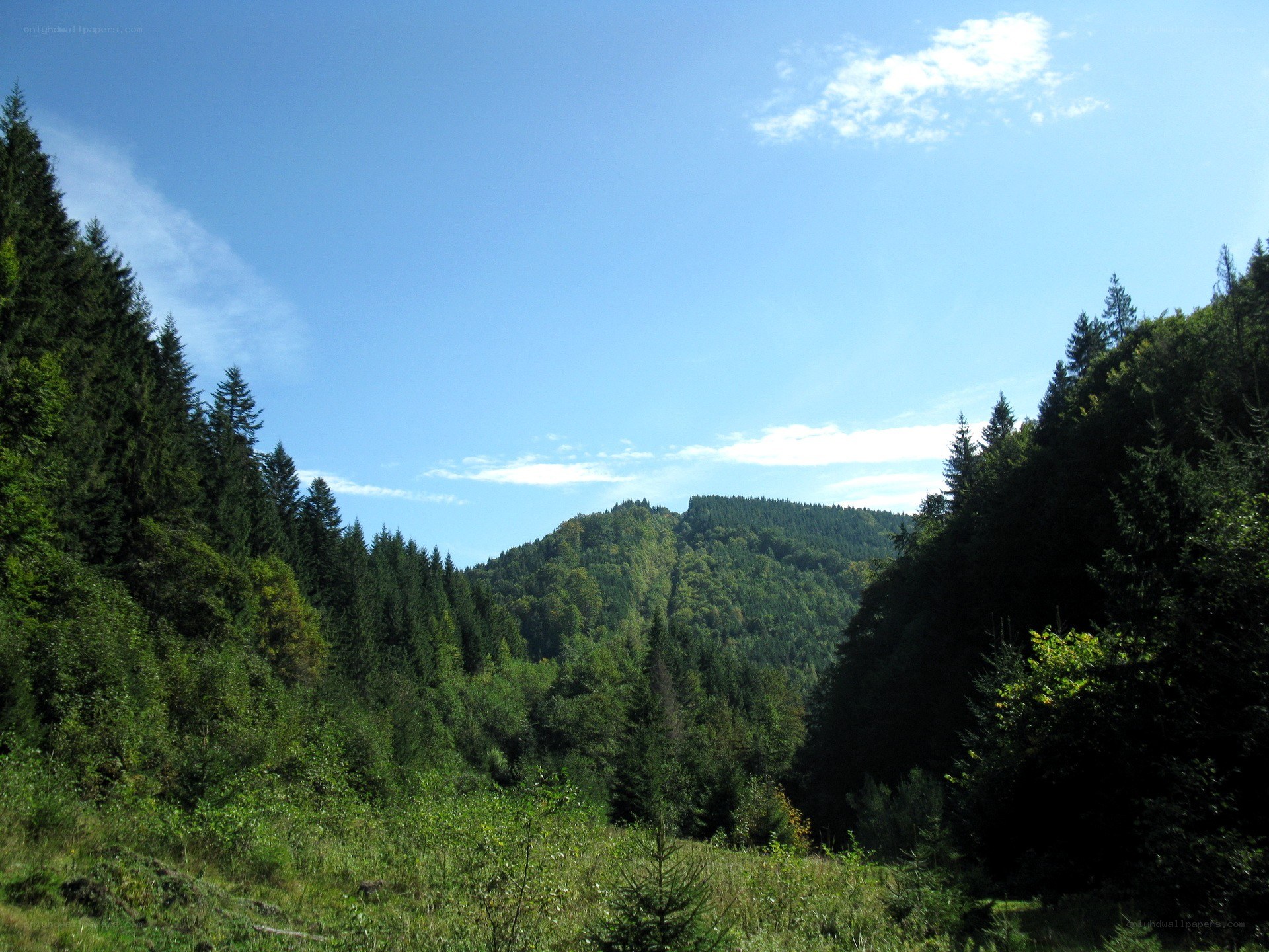 Forest valley under blue sky