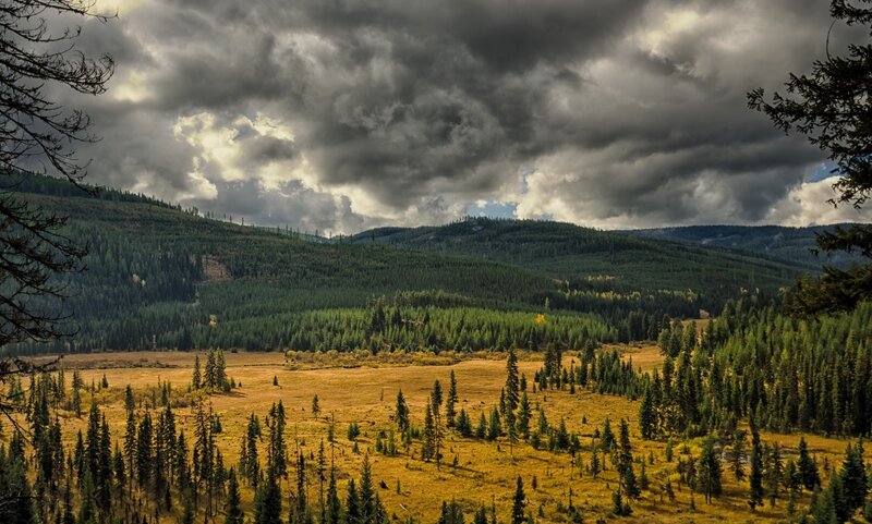 Forest Valley under Storm Clouds — Green