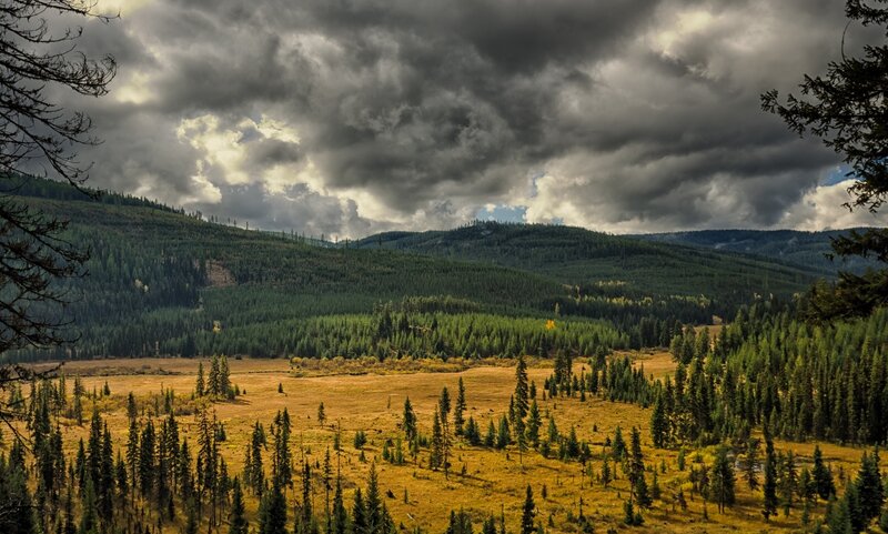Forest valley under stormy sky