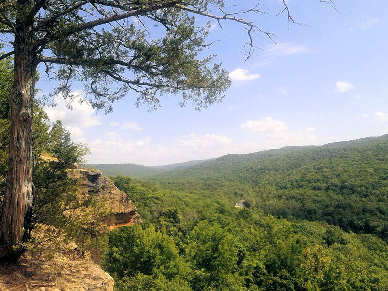 Forest Valley View — Green, Serene, Afternoon