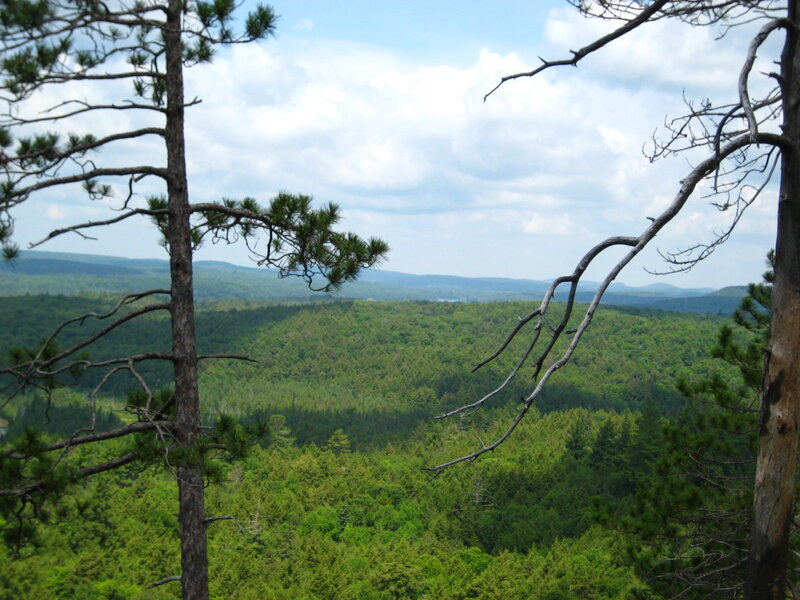 Forest Valley View