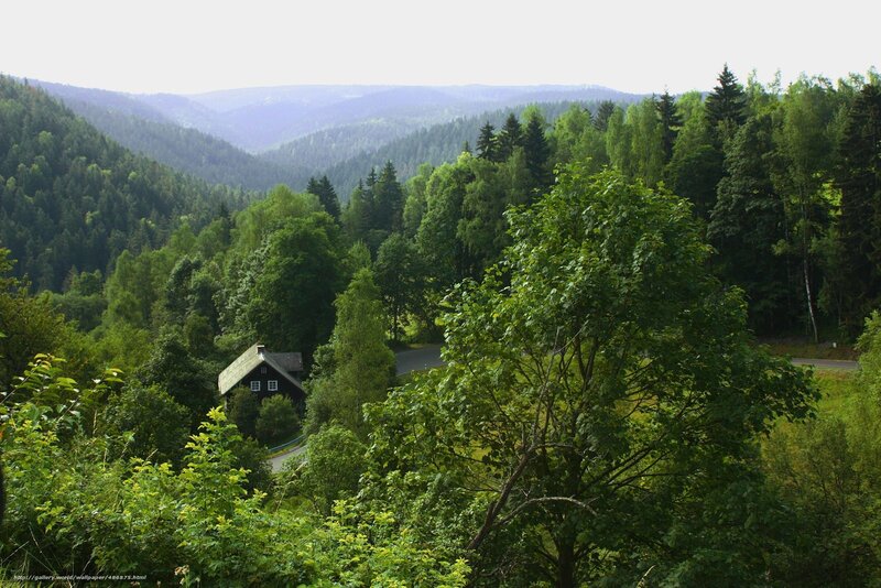 forest valley with cabin
