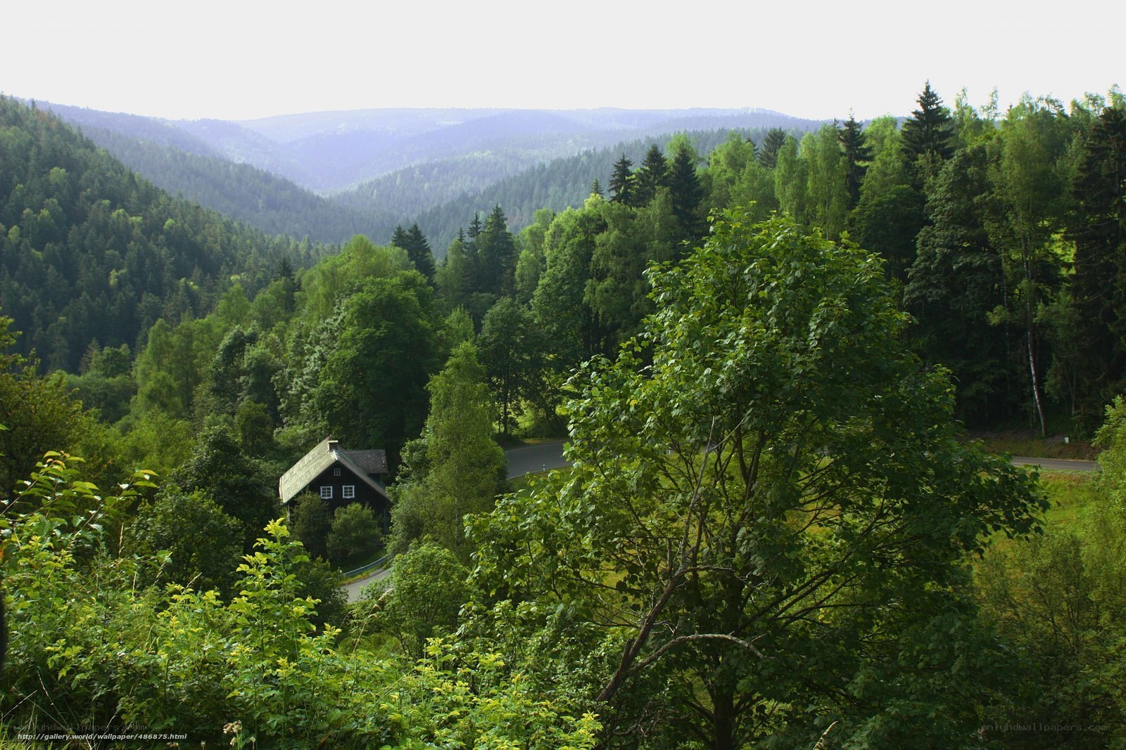 forest valley with cabin