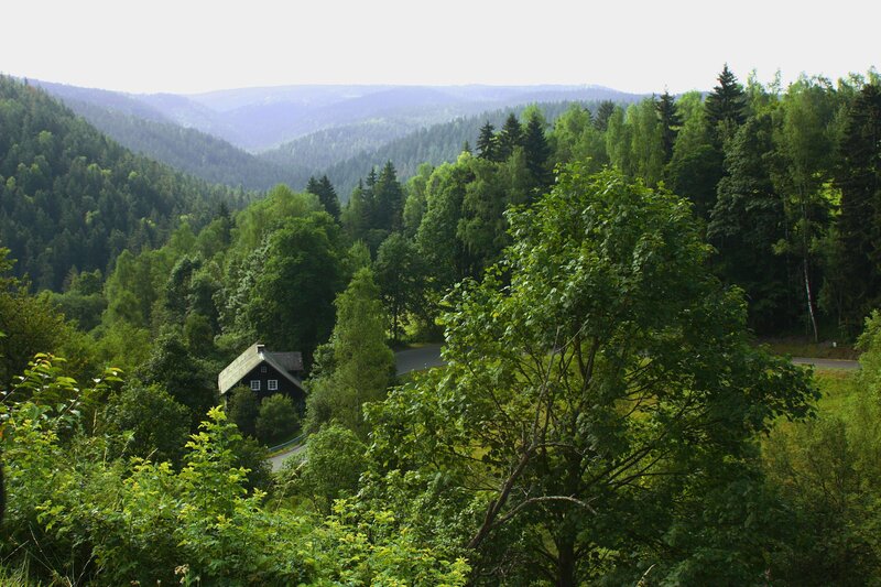 Forest valley with cabin