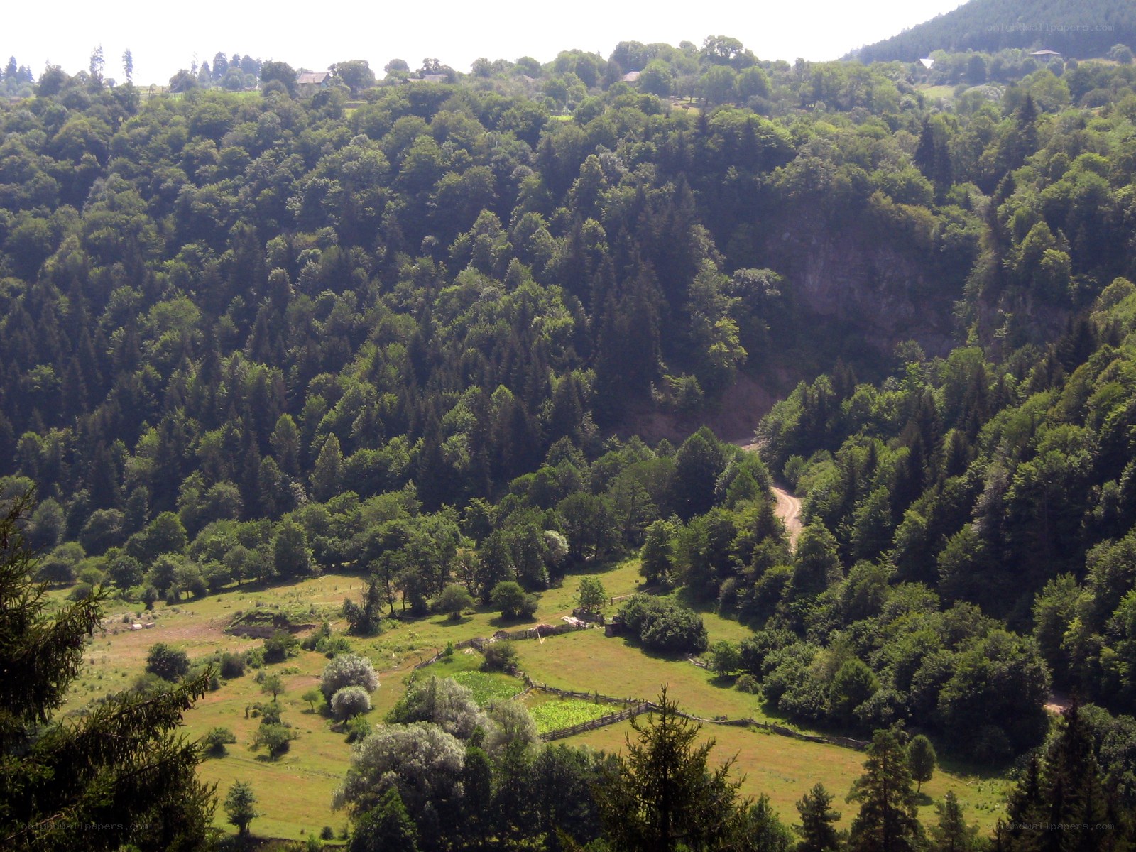 forest valley with dirt road