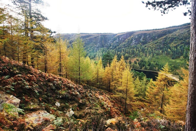 Forest Valley with Lake