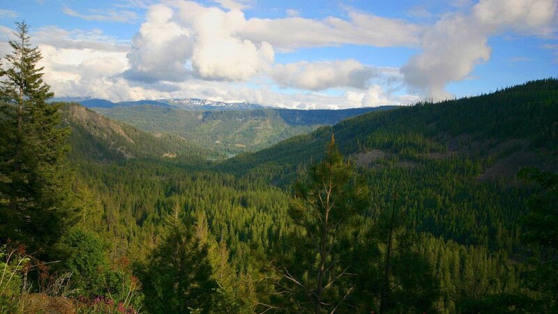 forest valley with mountains