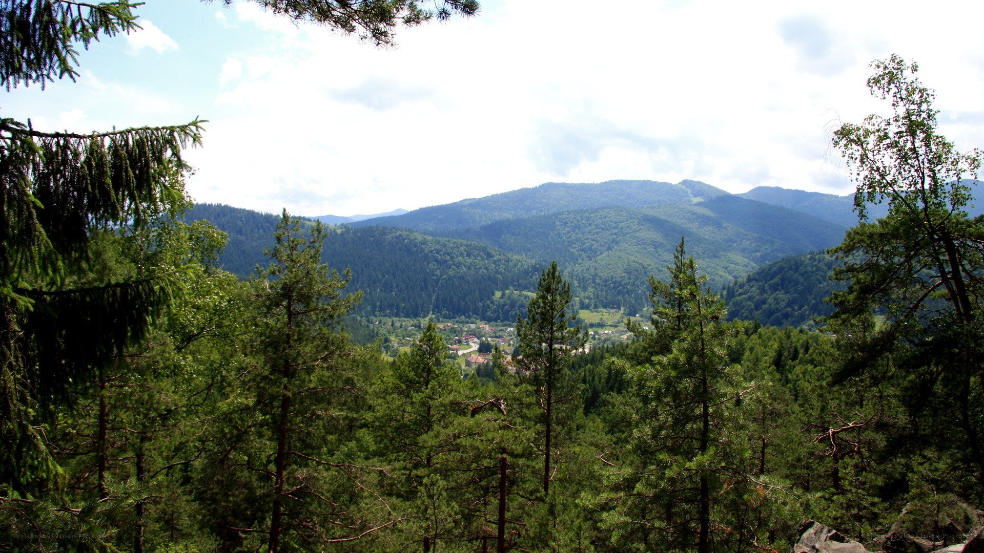 forest valley with mountains