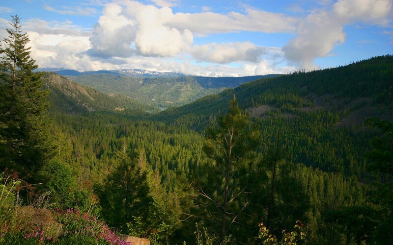 forest valley with mountains