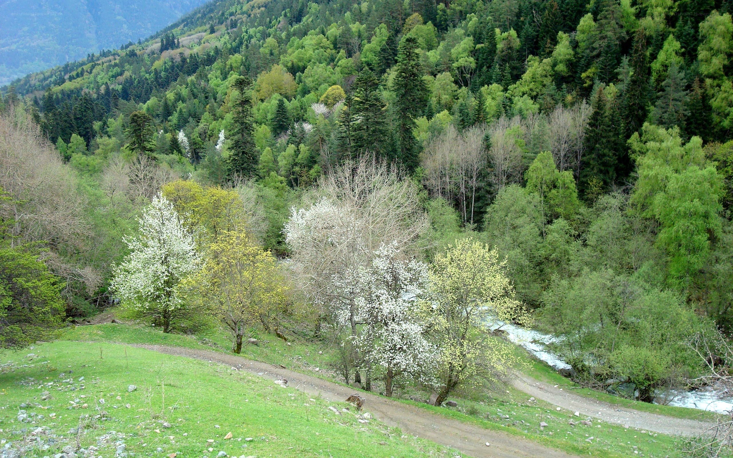 Forest valley with river and blossoms