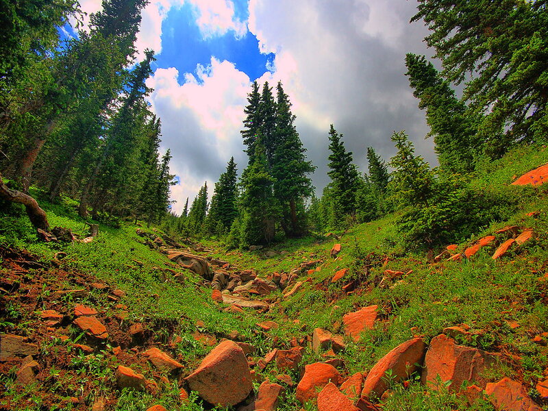 Forest Valley with Rocks — Green