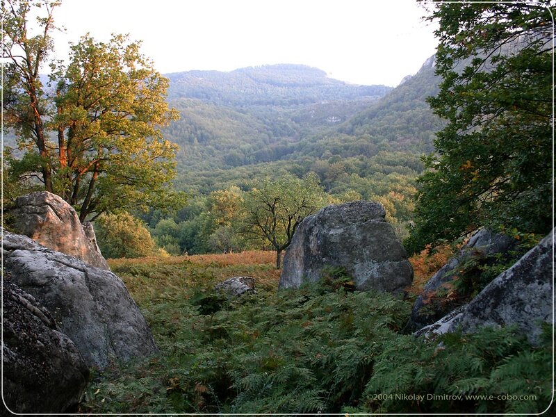 Forest Valley with Rocks