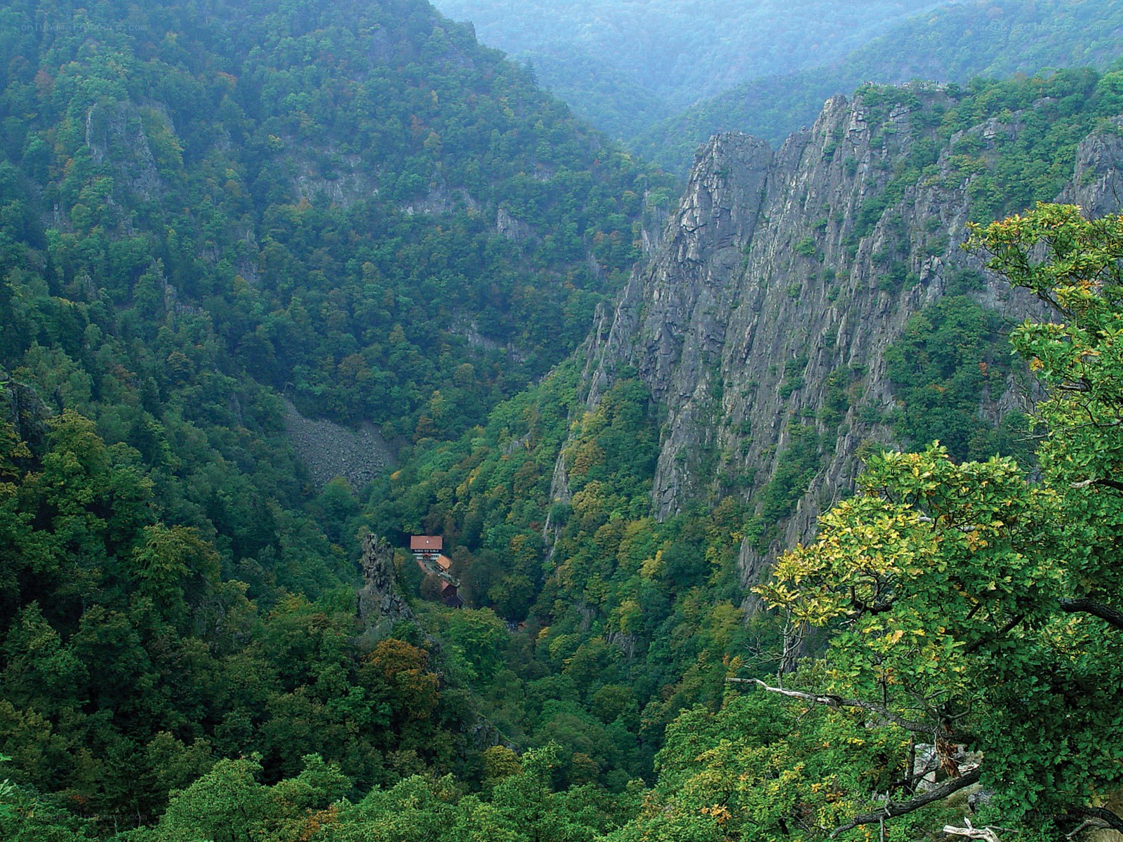 Forest valley with rocky cliffs