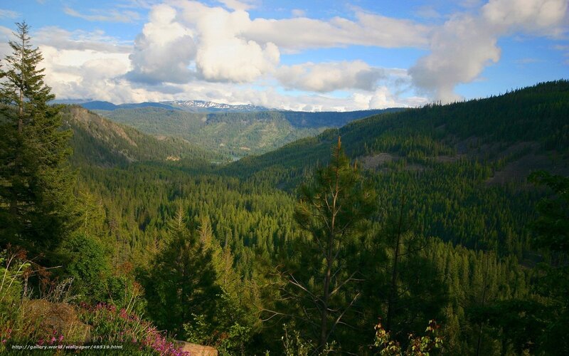 Forest valley with snow-capped mountains