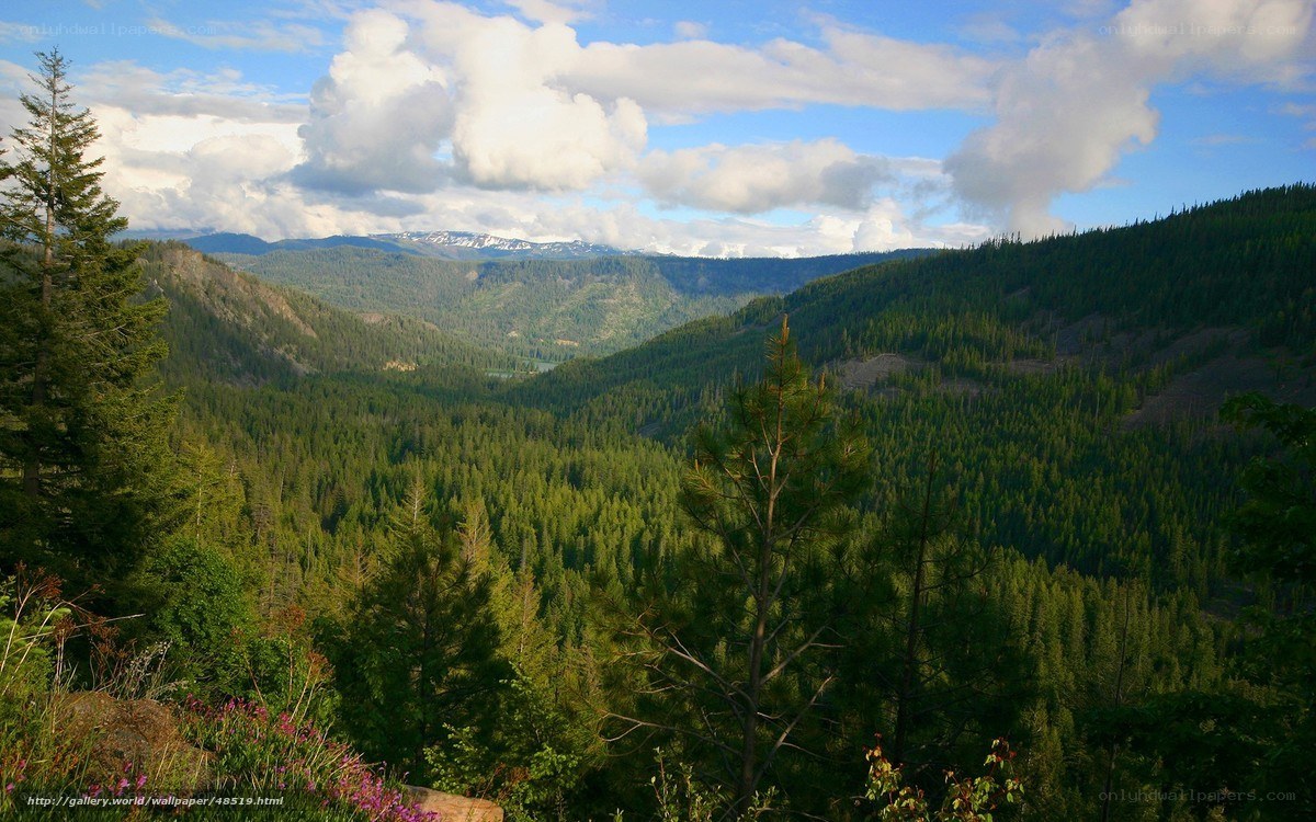 Forest valley with snow-capped mountains