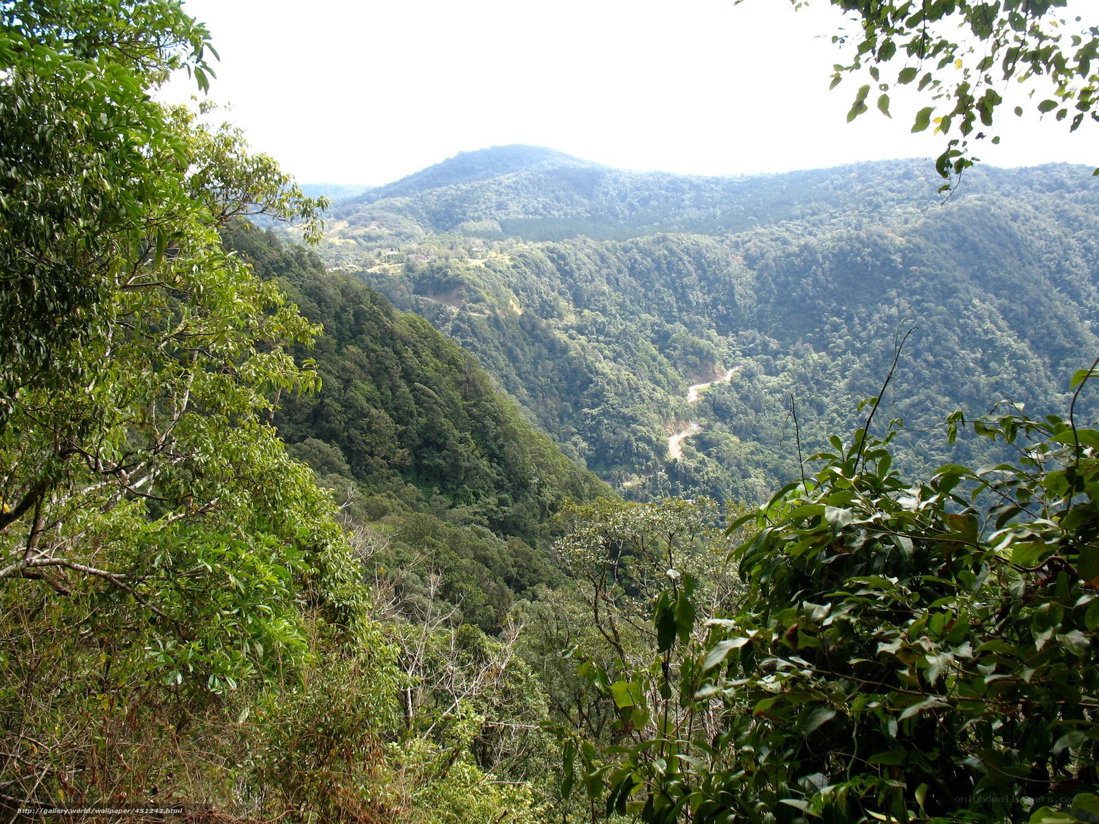 Forest valley with winding road