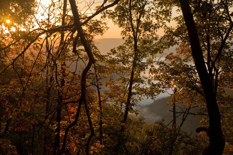 Forest View at Sunrise