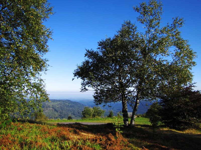 Forest view from a hilltop