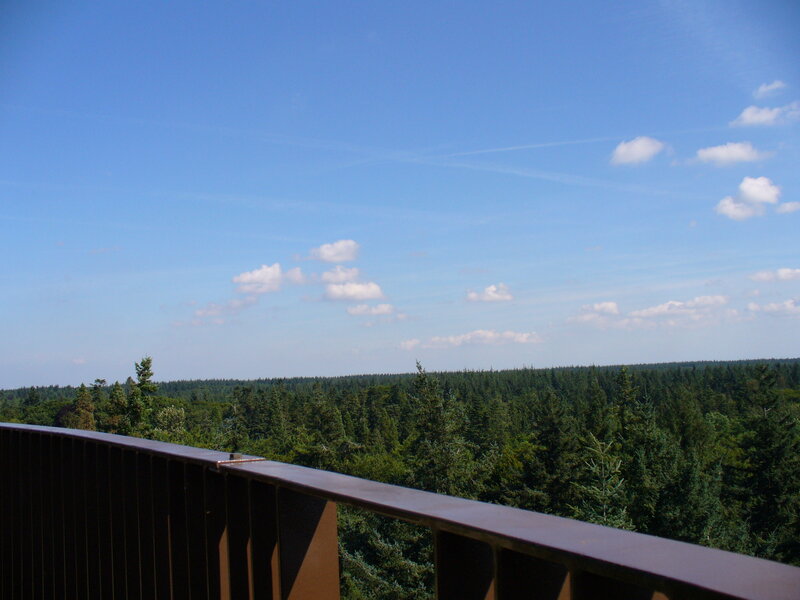 Forest View from Balcony — Blue