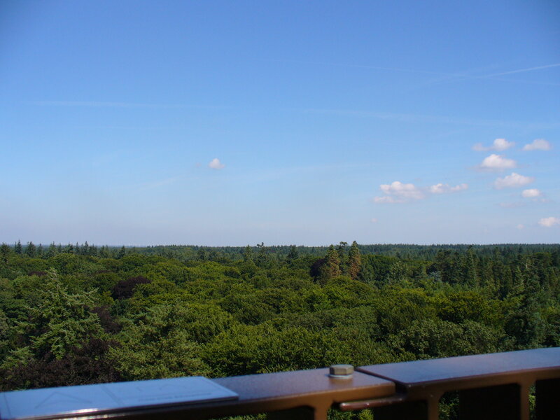 Forest View from Balcony