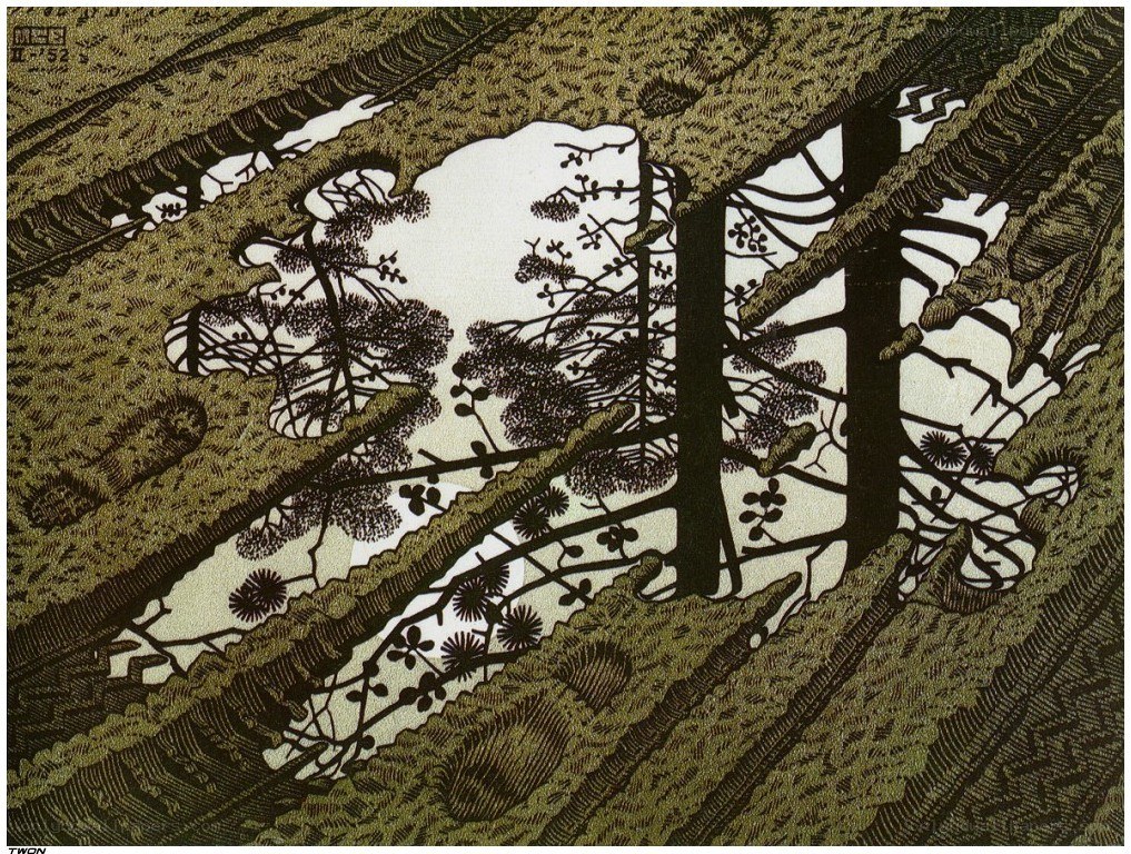 Forest View from Below