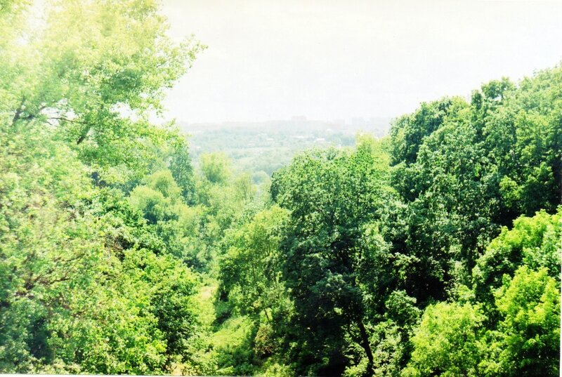 Forest view from high vantage