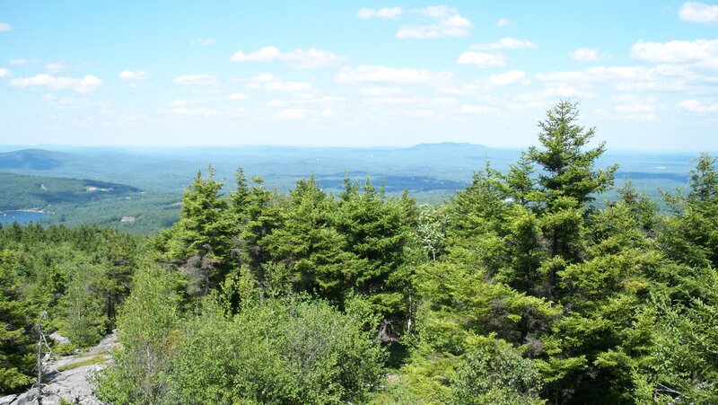 Forest View from Mountain