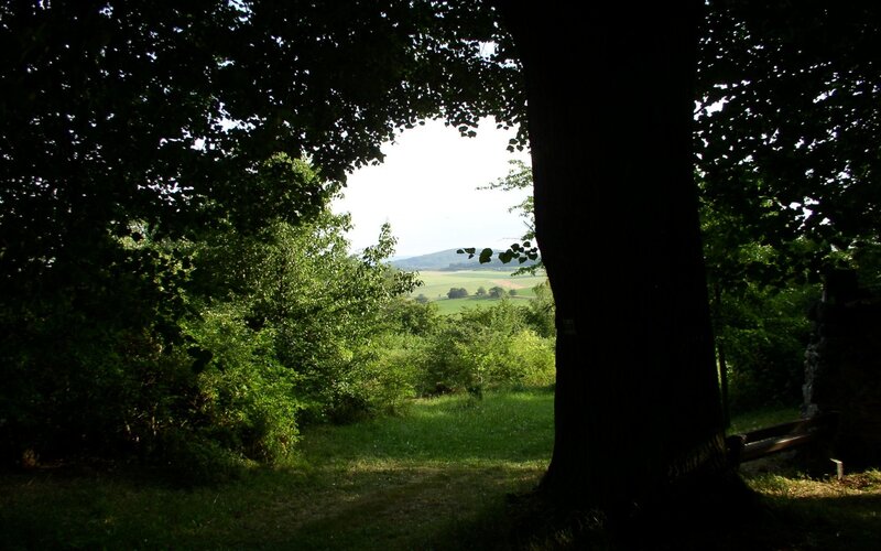 Forest View from Tree